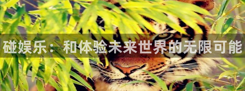 mg不朽情缘3：碰娱乐：和体验未来世界的无限可能